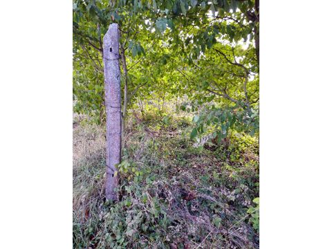Foto 50